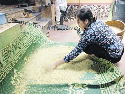 Nồm[-]ẩm[-]dễ[-]khiến[-]các[-]thực[-]phẩm[-]hạt[-]nhiễm[-]nấm[-]mốc[-]và[-]sinh[-]độc[-]tố[-]Alfatoxin[-]gây[-]ung[-]thư.[-]Ảnh:[-]Nguyễn[-]Hoài